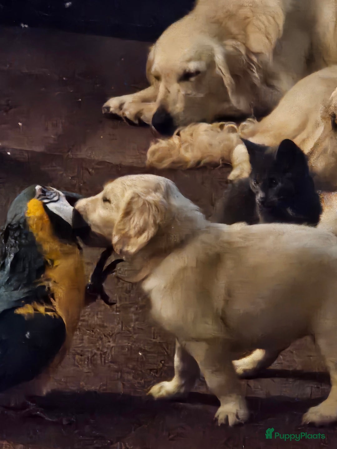 Flatcoated Retriever honden te koop: Te koop prachtige Gele Flatcoated Retriever Pups  - Advertentie 6