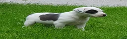 Kruising honden te koop: Border Collie Kruising pups  in Onstwedde - Advertentie 25