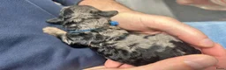 Dwergpoedel honden te koop: Prachtige dwergpoedelpups met exclusieve kleur! - Advertentie 15