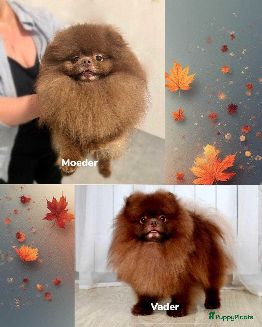 Pomeriaan honden te koop: Chocolat gesteriliseerd teefje - Advertentie 5