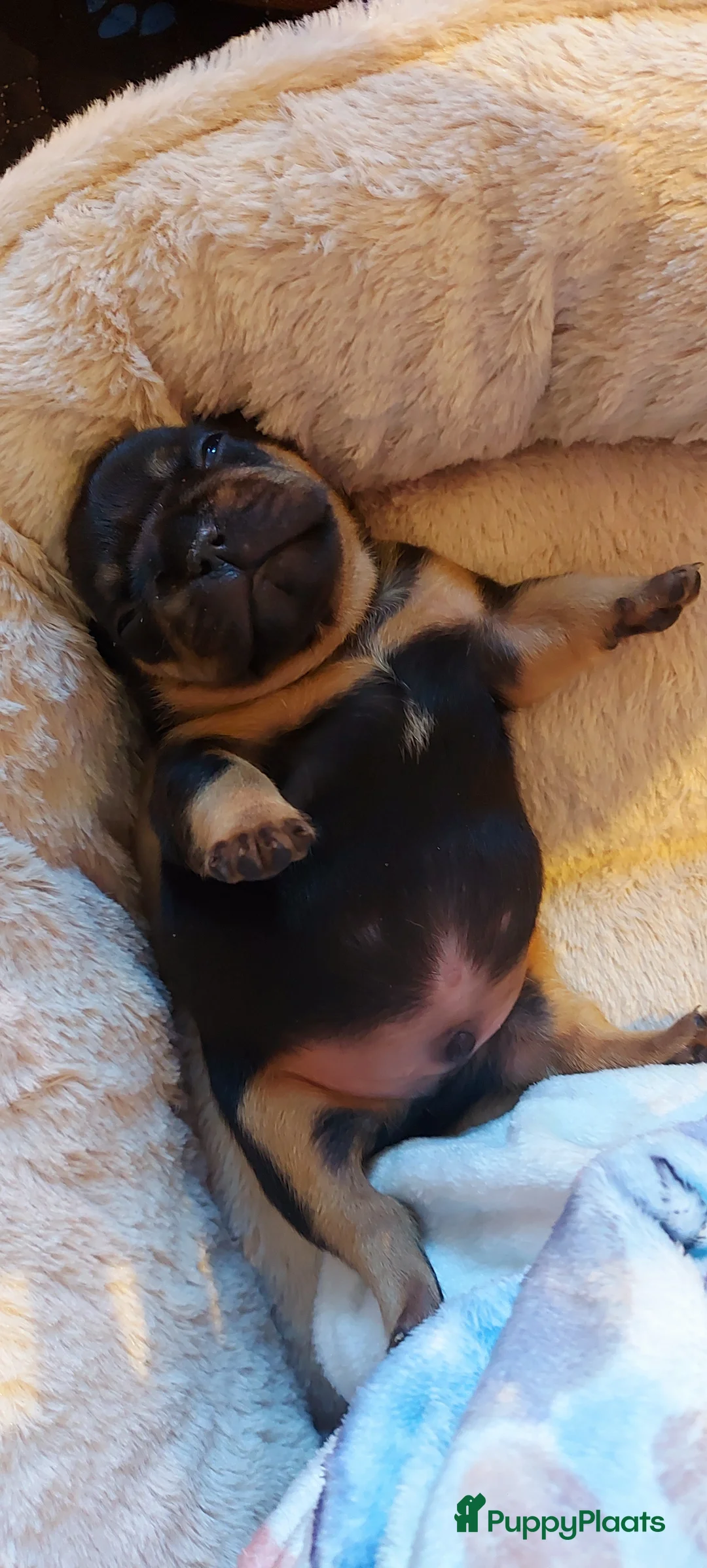 Galerij afbeelding {{count}}