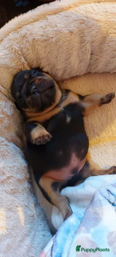 Galerij afbeelding {{count}}