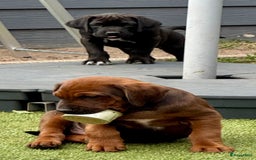 Rhodesian Ridgeback honden te koop: "Prachtige kruising Rhodesians"  in Bavel - Afbeelding 22