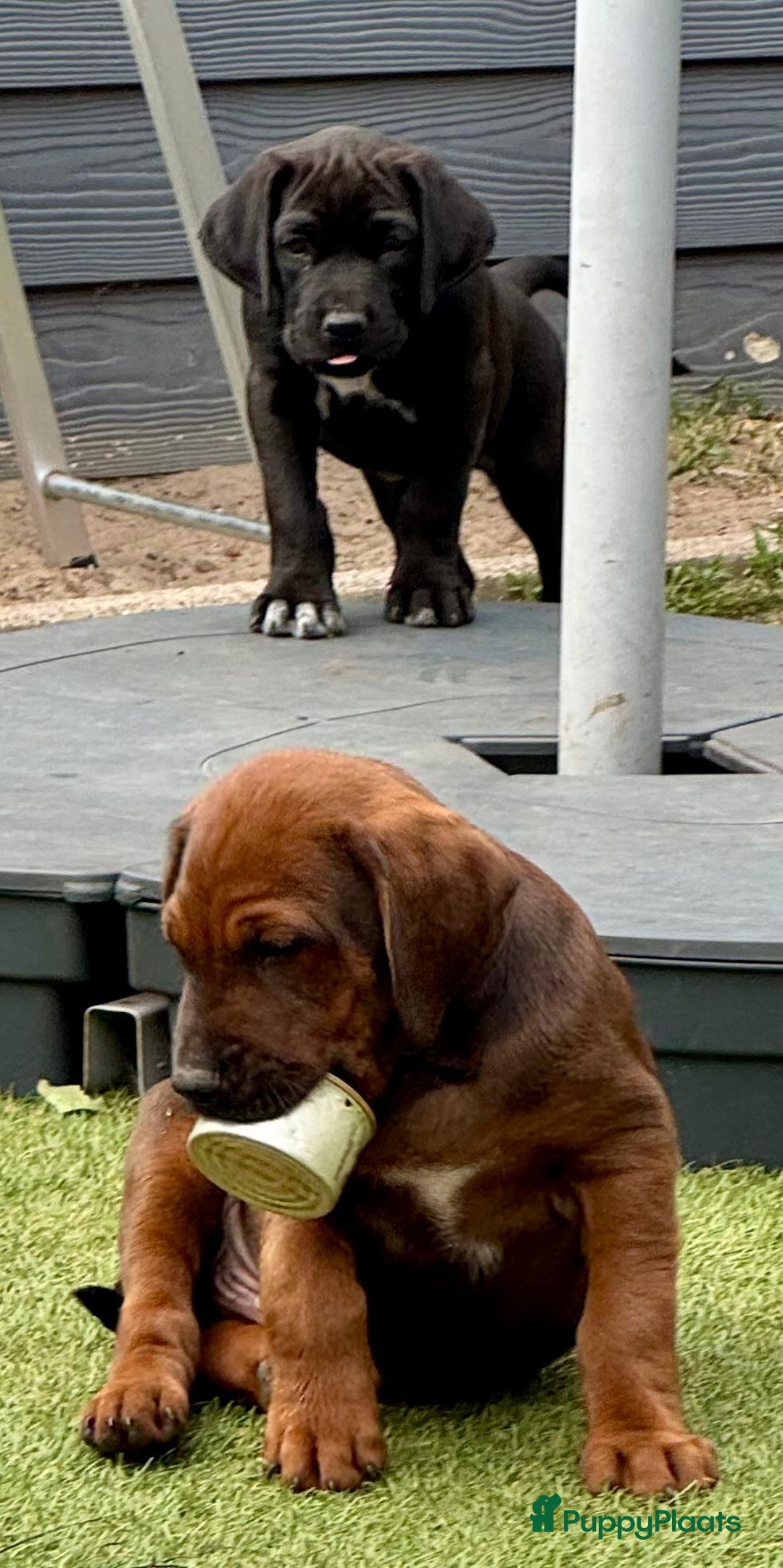 Rhodesian Ridgeback honden te koop: "Prachtige kruising Rhodesians"  in Bavel - Afbeelding 22