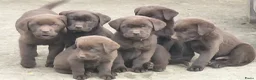 Labrador Retriever honden te koop: Raszuivere chocolade labrador pups. - Advertentie 5