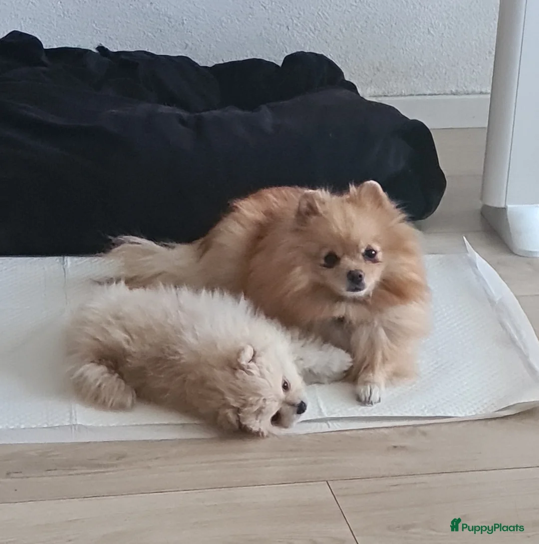 Pomeriaan honden te koop: Pomeranian puppy te koop - Advertentie 8