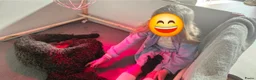 Kruising honden te koop: 9 supermooie pups!!! Labradoodle/goldend - Advertentie 5
