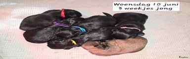 Oreo (Verkocht)