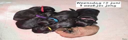 Kruising honden te koop: Shadow 🖤 Shih-Tzu/Boomer pup. Nieuwe foto's  - Advertentie 36