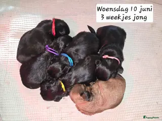 Kruising honden 3 Zwarte Boomer Pups Meisjes 🖤 Shih-Tzu x Boomer - Advertentie 10