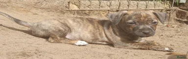 Jack Russel Terriër 6