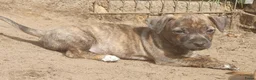 Jack Russel Terriër honden te koop: Lieve Jack Russell pups zoeken een liefdevol thuis - Advertentie 19