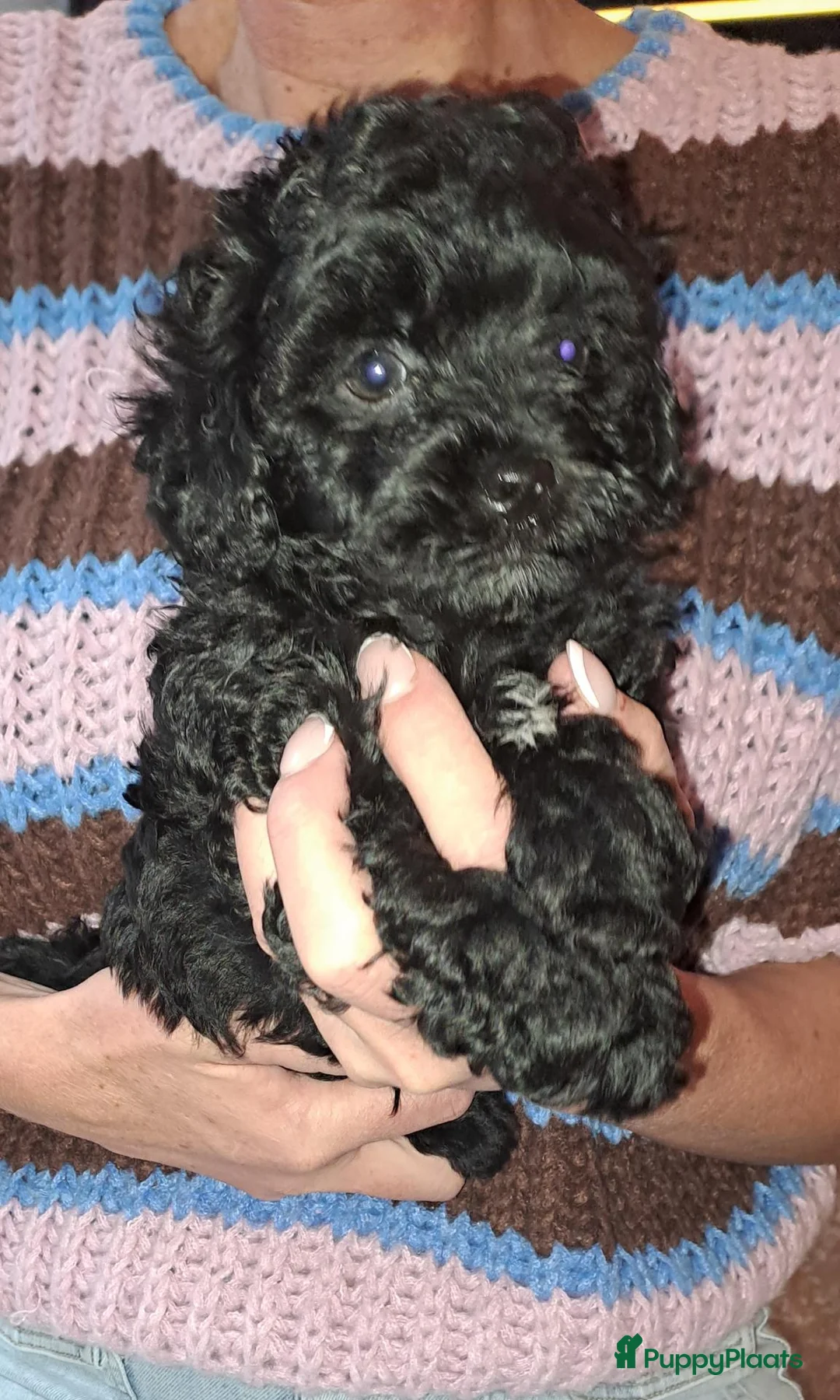 Kruising honden te koop: Te koop, 2 zwarte reutjes, toypoedel x  yorkie - Advertentie 2