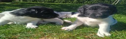 Friese Stabij honden te koop: Onze Donna heeft 6 pups - Advertentie 9