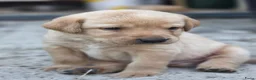 Labrador Retriever honden te koop: Super leuke labrador pups! - Advertentie 8