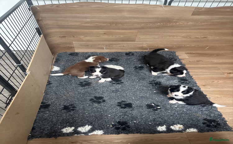 Border Collie honden Mooie borde collie pups - Advertentie 14