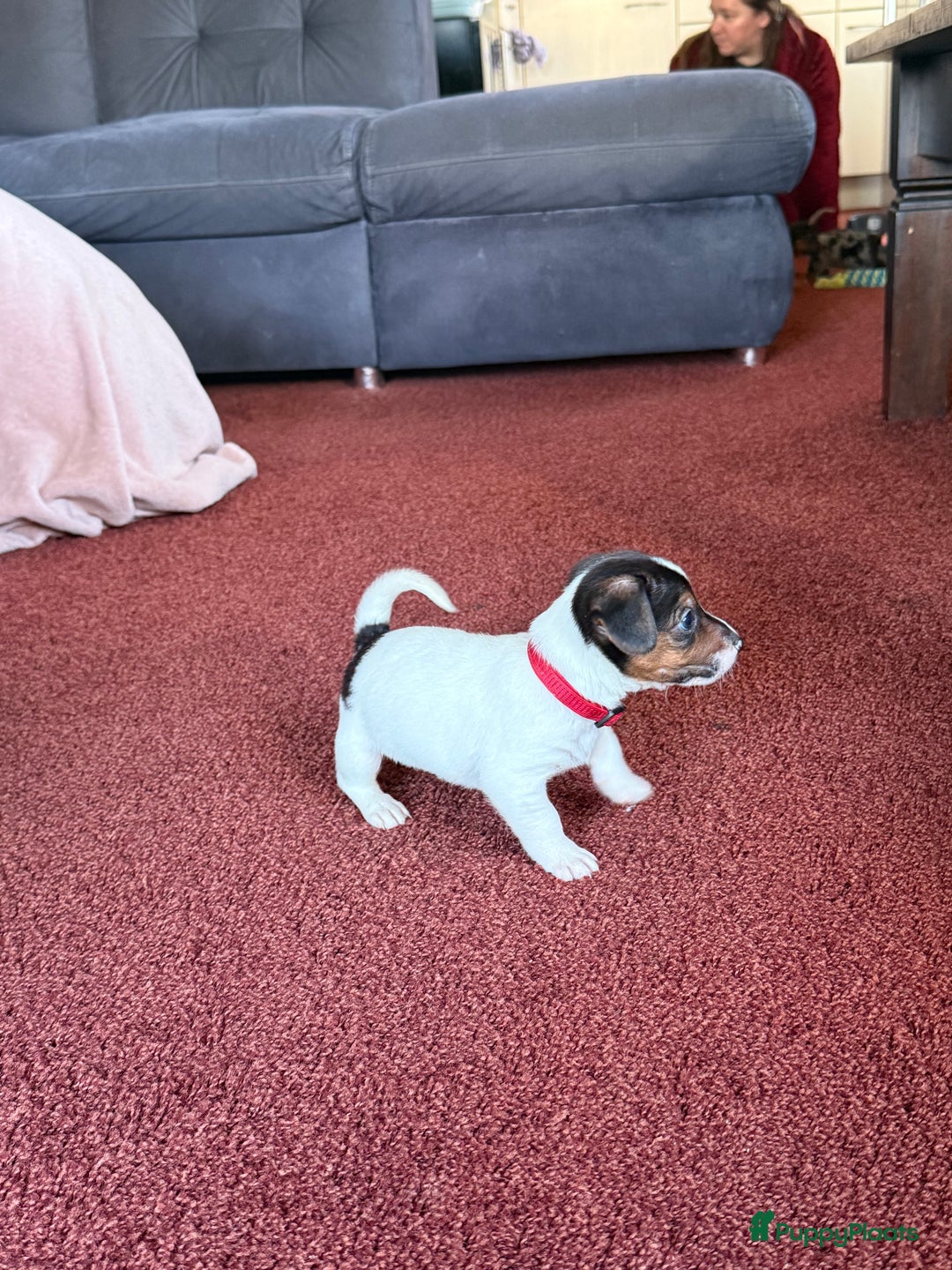 Jack Russel Terriër honden te koop: Jack Russel Pups - Advertentie 16