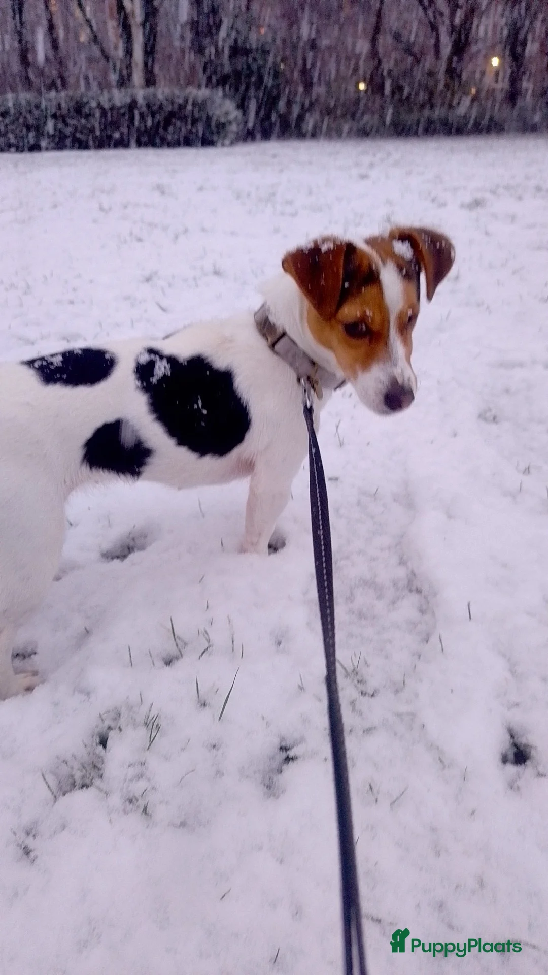 Jack Russel Terriër honden te koop: Lieve mini jackrussel - Advertentie 9