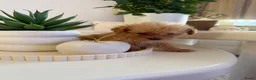 Poedel Toy honden te koop: Toy pooedel teefjes  - Advertentie 9