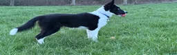 Border Collie honden ter dekking: Border Collie Dekreu in Terneuzen - Advertentie 4