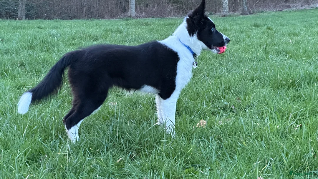 Border Collie honden ter dekking: Border Collie Dekreu in Terneuzen - Advertentie 4