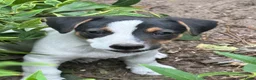 Jack Russel Terriër honden te koop: 5 lieve jack Russell puppy’s  - Advertentie 3