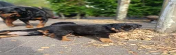 Rottweiler honden te koop: Super leuke en lieve rottweiler pups - Advertentie 11