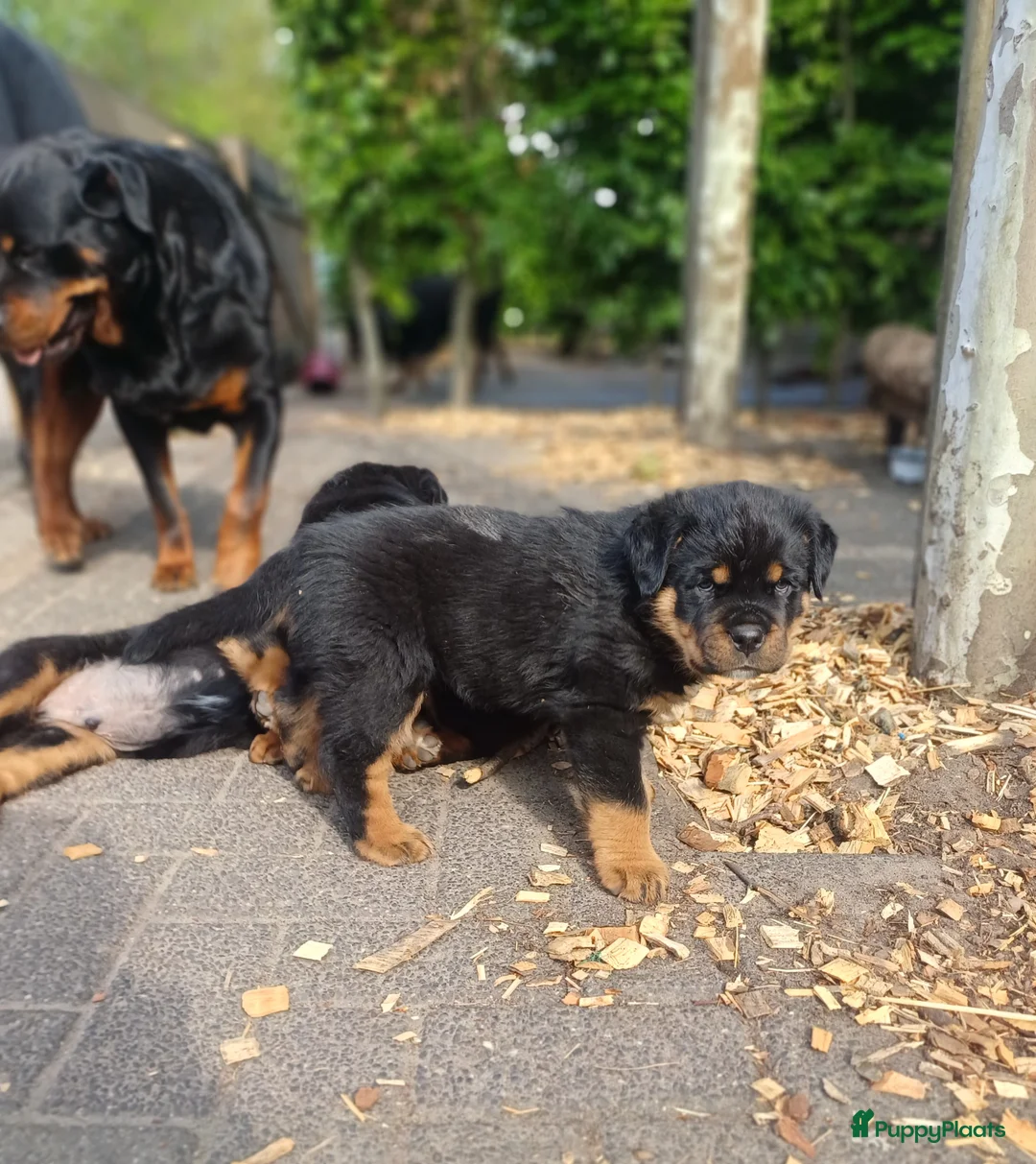 Rottweiler honden te koop: Super leuke en lieve rottweiler pups - Advertentie 11