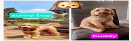 Cockapoo honden te koop: Cockapoo pups f1bb, huiselijk nestje - Advertentie 17