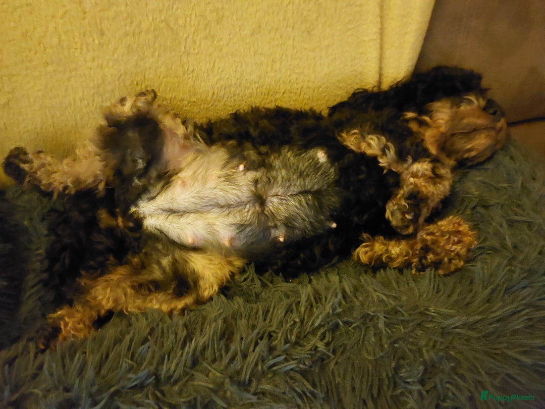 Cockapoo honden te koop: Kleine poedelpups met een vleugje cockapoo. - Advertentie 5