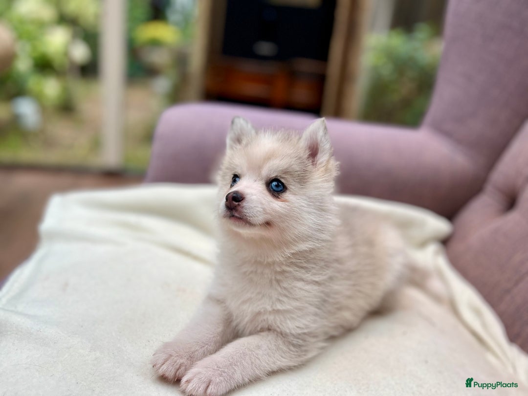 Pomsky honden te koop: Super mooie Pomsky puppy’s  - Afbeelding 7