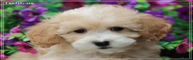 Maltipoo Puppy 4