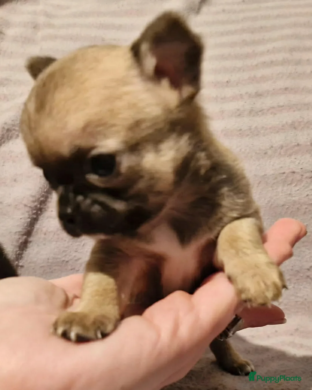 Chihuahua honden te koop: Knap wildkleur chihuahua teefje - Advertentie 8