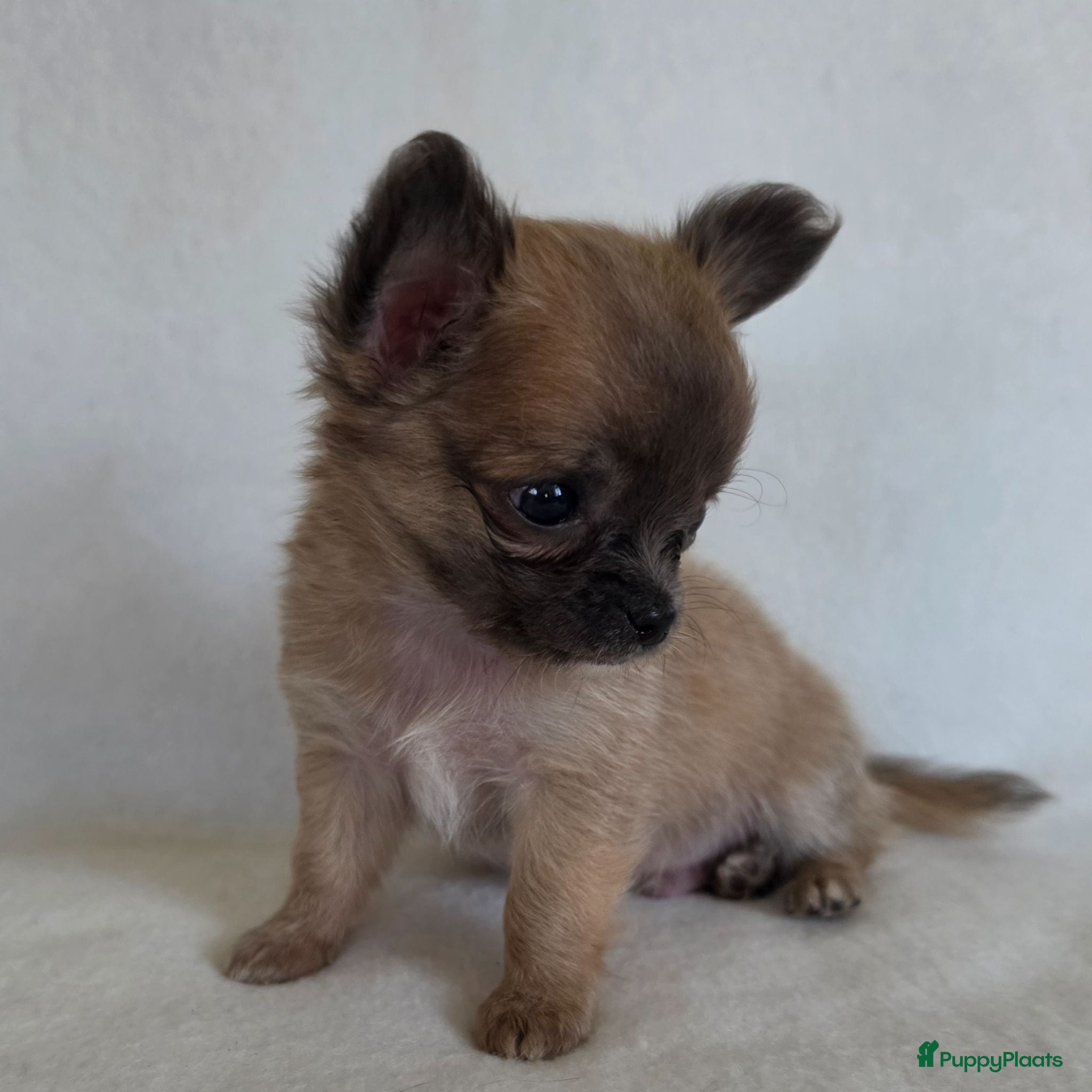 Chihuahua honden Chihuahua pup (klein reutje) - Advertentie 1