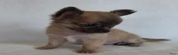 Chihuahua honden te koop: Chihuahua pup (klein reutje) - Advertentie 1