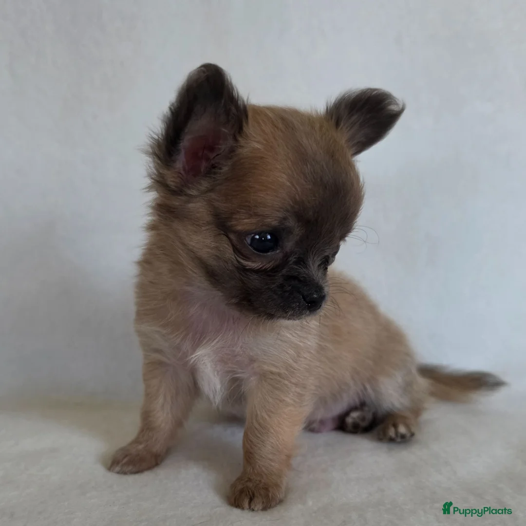Chihuahua honden te koop: Chihuahua pup (klein reutje) - Advertentie 1