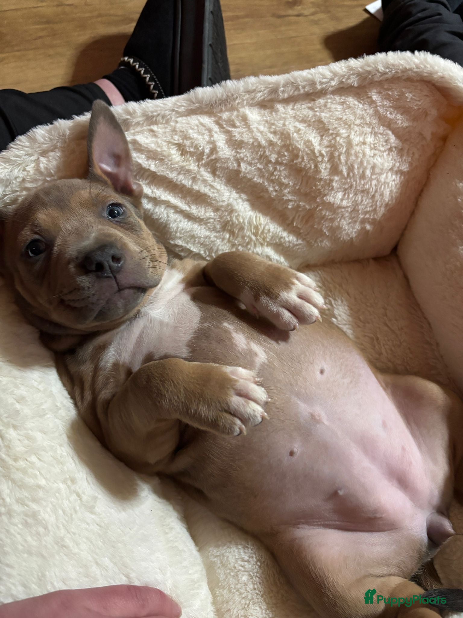 Kruising honden Stafford/bully mix puppy’s zoeken gezinnetjes  - Advertentie 7