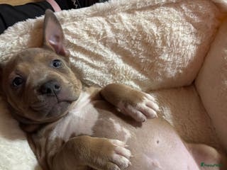 Kruising honden Stafford/bully mix puppy’s zoeken gezinnetjes - Advertentie 7