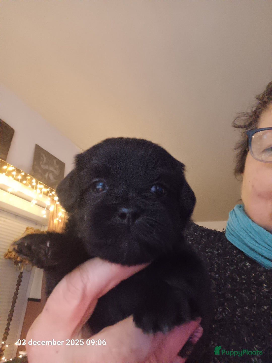 Kruising honden te koop: mooie pups tekoop kruissing klein blijvend - Advertentie 4