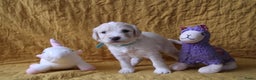 Barbet honden te koop: Barbet puppy’s geboren - Advertentie 3