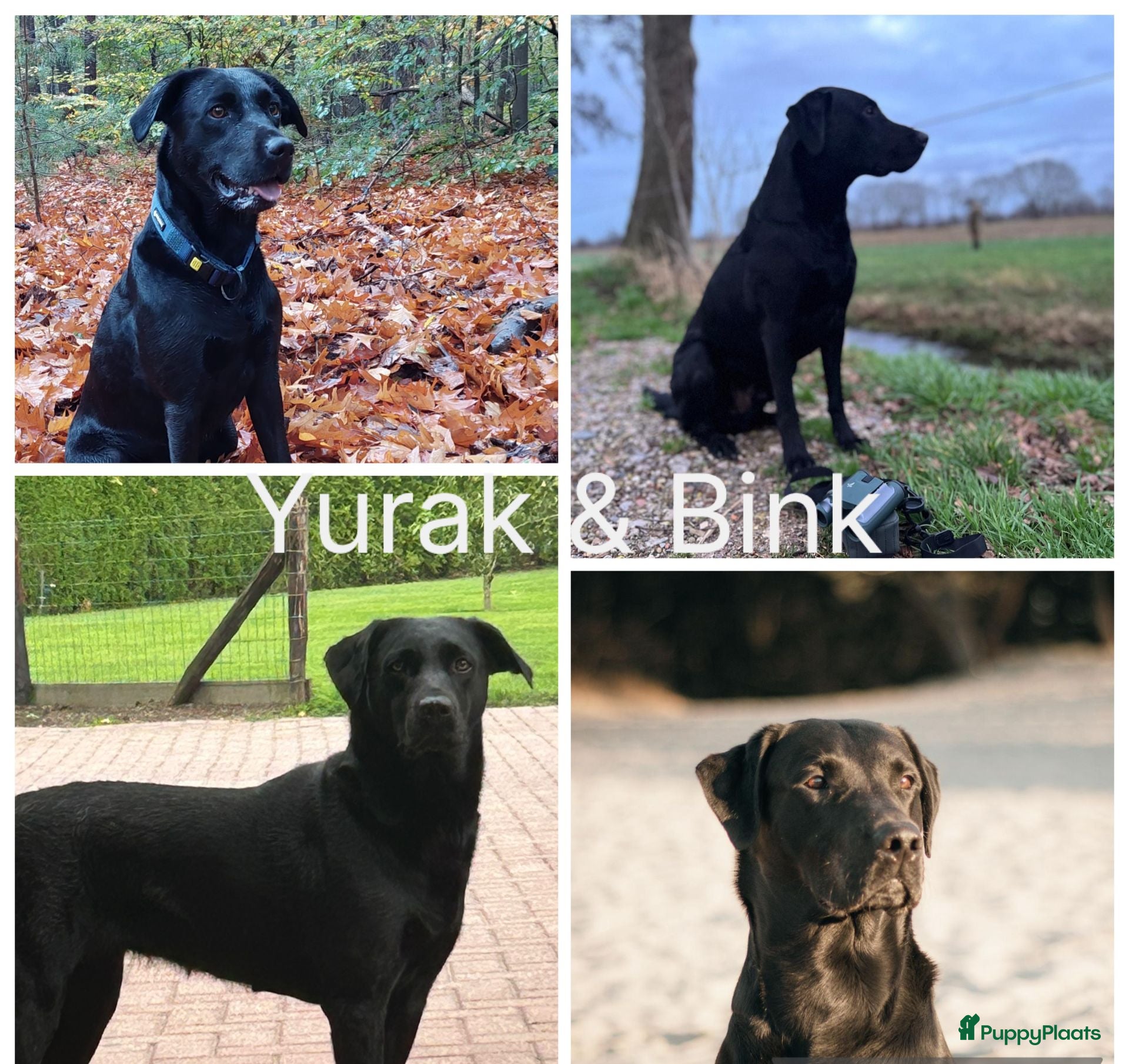 Labrador Retriever honden werklijn labrador ( zwart) - Advertentie 1