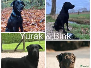 Labrador Retriever honden werklijn labrador ( zwart) - Advertentie 1