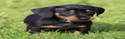 Teckel (korthaar)  honden te koop: Teckel pups - Advertentie 10