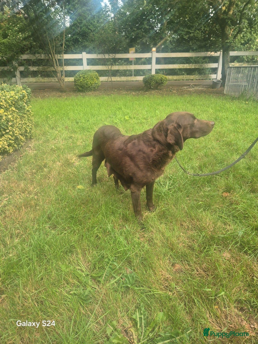Labrador Retriever honden te koop: Te koop bijzondere mooie Labradorpuppy's  in Bunnik - Afbeelding 4