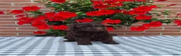 Poedel Toy honden te koop: schitterende donkerbruine toypoedel pups - Advertentie 7