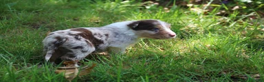 Australian Shepherd Puppy 2