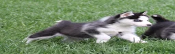 Siberische Husky honden te koop: Husky pup - Advertentie 2