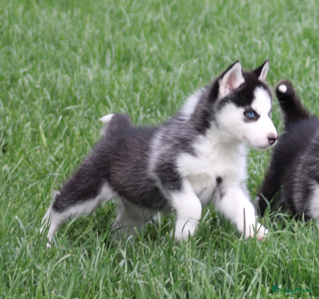 Siberische Husky honden te koop: Husky pup - Advertentie 2