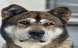 Alaska Malamute honden ter dekking: Dek Reu  - Advertentie 1