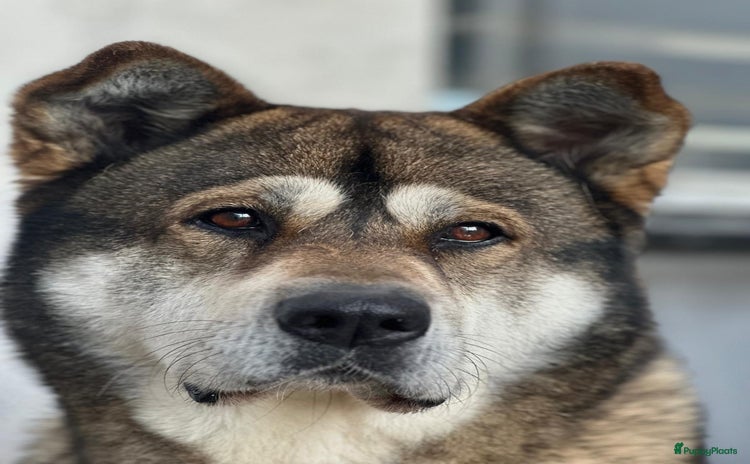 Alaska Malamute honden - Advertentie 5